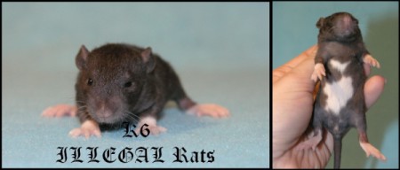 Kalinka ILLEGAL Rats (K6)